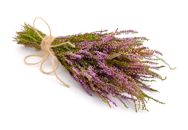 Calluna vulgaris em branco — Fotografia de Stock