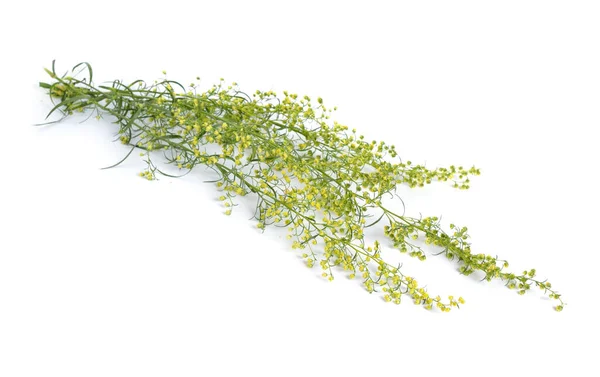 Estragón Artemisia Dracunculus También Conocido Como Estragón Flores Aisladas — Foto de Stock