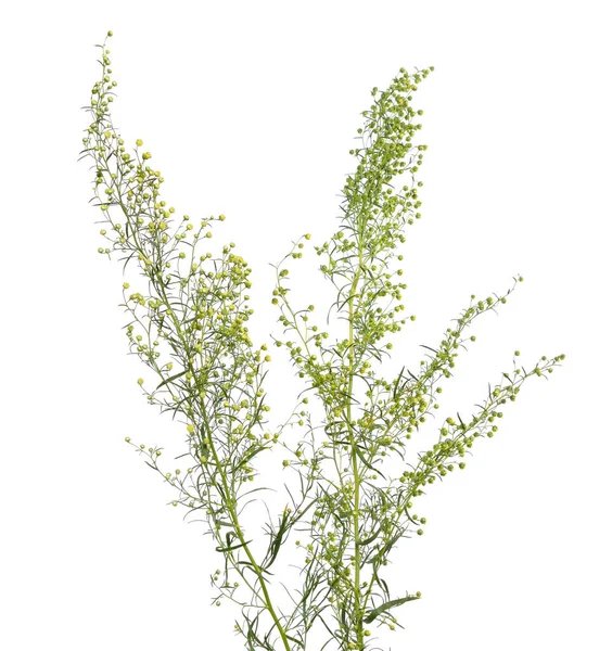 Tarragon Artemisia Dracunculus Ook Bekend Als Oestragon Bloemen Geïsoleerd — Stockfoto