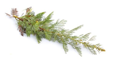 Artemisia arboresanları, beyaz üzerine izole edilmiş ağaç pelin ağacı..