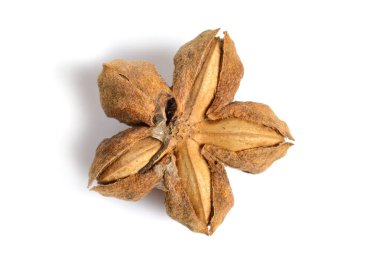 Plukenetia volubilis, yaygın olarak Sacha inchi, sacha yer fıstığı, dağ fıstığı, İnka fıstığı ya da İnka fıstığı olarak bilinir. Kurutulmuş meyve..