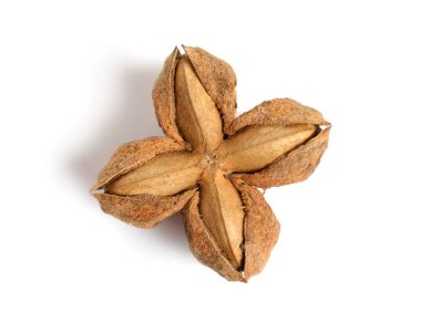 Plukenetia volubilis, yaygın olarak Sacha inchi, sacha yer fıstığı, dağ fıstığı, İnka fıstığı ya da İnka fıstığı olarak bilinir. Kurutulmuş meyve..