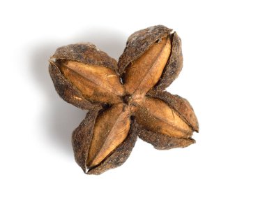 Plukenetia volubilis, yaygın olarak Sacha inchi, sacha yer fıstığı, dağ fıstığı, İnka fıstığı ya da İnka fıstığı olarak bilinir. Kurutulmuş meyve..