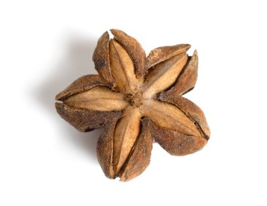 Plukenetia volubilis, yaygın olarak Sacha inchi, sacha yer fıstığı, dağ fıstığı, İnka fıstığı ya da İnka fıstığı olarak bilinir. Kurutulmuş meyve..