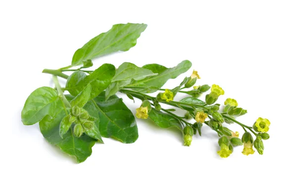 Nicotiana Plantas Tabaco Flores Isoladas Branco — Fotografia de Stock