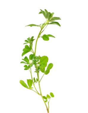 Fenugreek ya da Trigonella foenum graecum. Yeşil bitki. Beyaz arkaplanda izole.