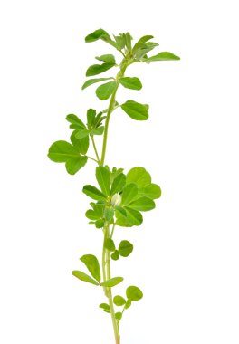 Fenugreek ya da Trigonella foenum graecum. Yeşil bitki. Beyaz arkaplanda izole.