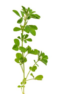 Fenugreek ya da Trigonella foenum graecum. Yeşil bitki. Beyaz arkaplanda izole.