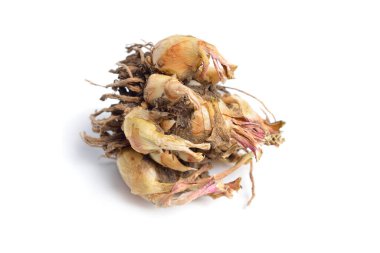 Agave amica, eski adıyla Polianthes tuberosa veya tüberoz izole edilmiş..