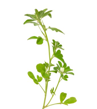 Fenugreek ya da Trigonella foenum graecum. Yeşil bitki. Beyaz arkaplanda izole