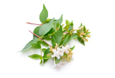 Linnaea grandiflora or Abelia grandiflora. Isolated on white background.