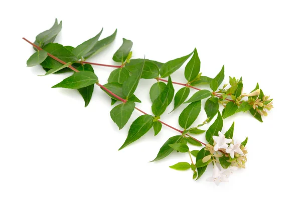 Linnaea Grandiflora Abelia Grandiflora Isolated White Background — Stok fotoğraf