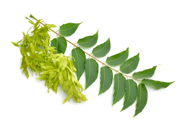 Ailanthus Altissima Allgemein Bekannt Als Himmelsbaum Ailanthus Lackbaum Oder Chinesischen — Stockfoto