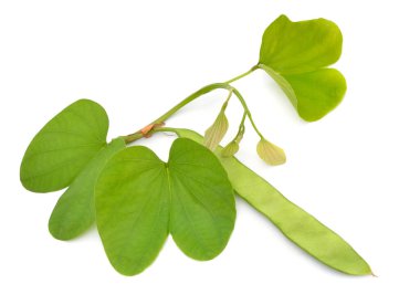 Bauhinia, orchid trees. Other common names include mountain ebony and kachnar. Isolated on white background.