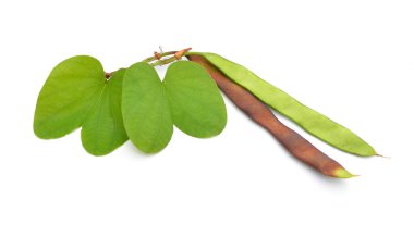 Bauhinia, orchid trees. Other common names include mountain ebony and kachnar. Isolated on white background.