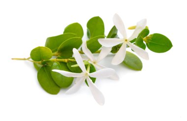 Carissa macrocarpa or Natal plum, large num-num. Amathungulu or umThungulu oBomvu. In Afrikaans the fruit is called noem-noem. Isolated on white background.