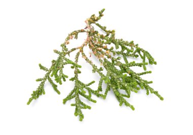Chamaecyparis, common names cypress or false cypress isolated on white background.