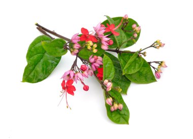 Clerodendrum. Its common names include glorybower, bagflower and bleeding-heart. Isolated on white background.