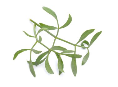 Crithmum maritimum, known as rock samphire, sea fennel or samphire. Isolated on white background.