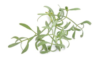 Crithmum maritimum, known as rock samphire, sea fennel or samphire. Isolated on white background.