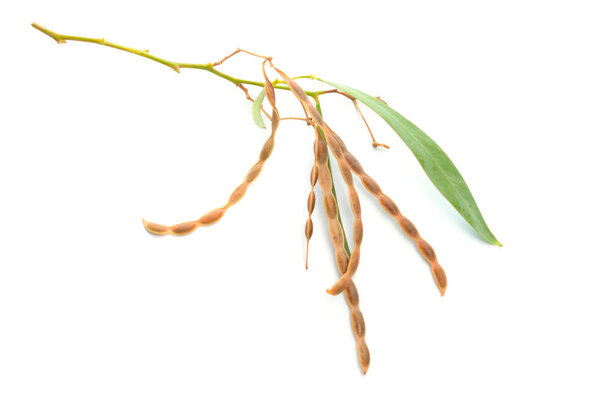Acacia neriifolia, also known as the oleander wattle, silver wattle or pechy wattle Isolated on white background.