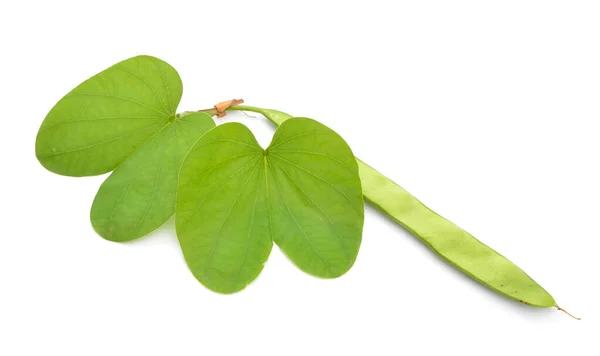 Bauhinia Orquídeas Outros Nomes Comuns Incluem Ébano Montanha Kachnar Isolado — Fotografia de Stock