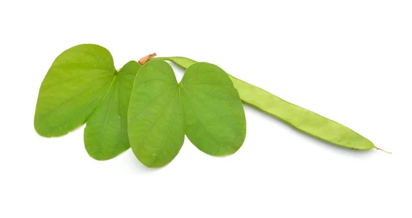 Bauhinia Orquídeas Outros Nomes Comuns Incluem Ébano Montanha Kachnar Isolado — Fotografia de Stock