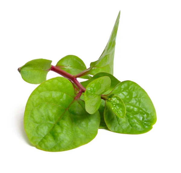 Basella Alba Known Various Common Names Including Malabar Spinach Vine — Stock Photo, Image