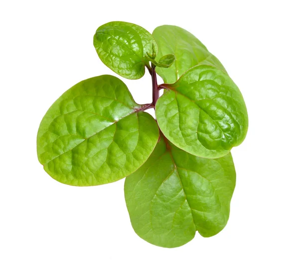 Basella Alba Known Various Common Names Including Malabar Spinach Vine — Stock Photo, Image