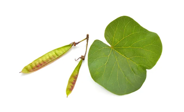 Cercis Siliquastrum Comúnmente Conocido Como Árbol Judas Árbol Judas Aislado — Foto de Stock