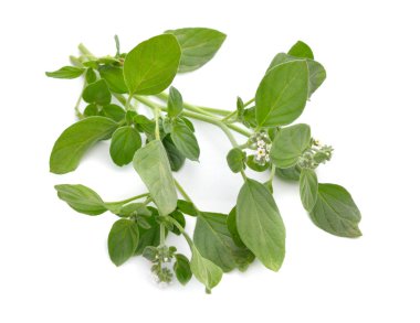 Beyaz arkaplanda izole edilmiş helotropium ya da heliotkoplar.