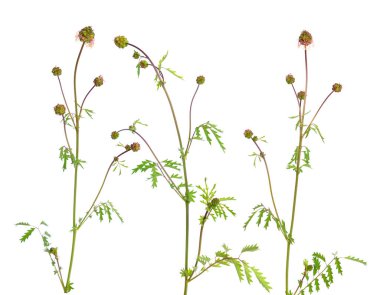 Sanguisorba officinalis, yaygın olarak Büyük Burnet olarak bilinir. Beyaz arkaplanda izole.