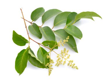 Ligustrum lucidum, geniş yapraklı mahrem, Çin malı mahremiyet, parlak mahrem ya da balmumu yapraklı mahrem yer. Beyaz arkaplanda izole.