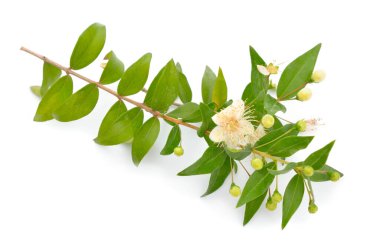 Myrtus veya Myrtle. Beyaz arkaplanda izole.