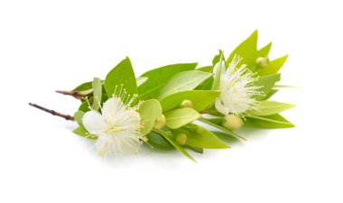 Myrtus veya Myrtle. Beyaz arkaplanda izole.