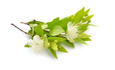 Myrtus veya Myrtle. Beyaz arkaplanda izole