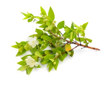 Myrtus veya Myrtle. Beyaz arkaplanda izole