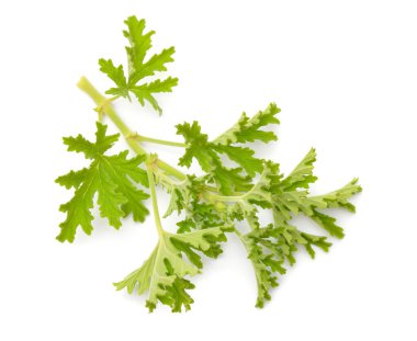 Pelargonium crispum veya kıtır yapraklı pelargonium. Beyaz arkaplanda izole.