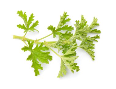 Pelargonium crispum veya kıtır yapraklı pelargonium. Beyaz arkaplanda izole.