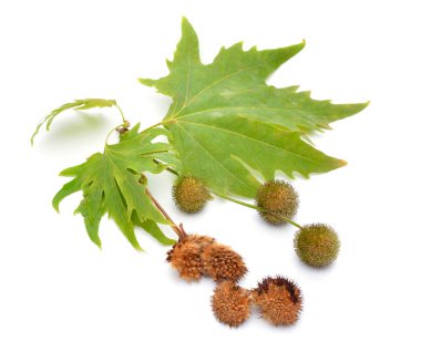 Platanus, uçaklar ya da uçak ağaçları. Beyaz arkaplanda izole