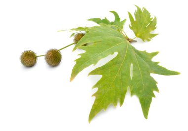 Platanus, uçaklar ya da uçak ağaçları. Beyaz arkaplanda izole