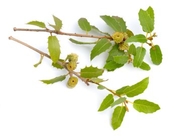 Quercus coccifera veya kermes meşesi. Beyaz arkaplanda izole