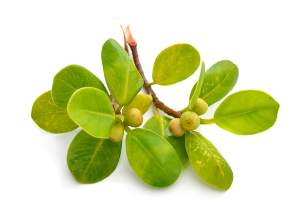 Ficus Híbrido Con Frutos Pequeños Aislado Sobre Fondo Blanco — Foto de Stock