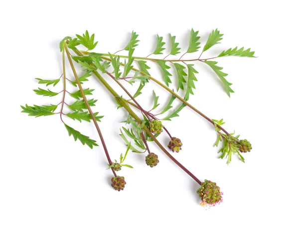 Sanguisorba Officinalis Communément Appelé Grand Burnet Isolé Sur Fond Blanc — Photo