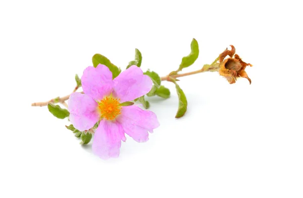 Kistus Yaygın Adı Rockrose Rock Rose Beyaz Arkaplanda Izole — Stok fotoğraf