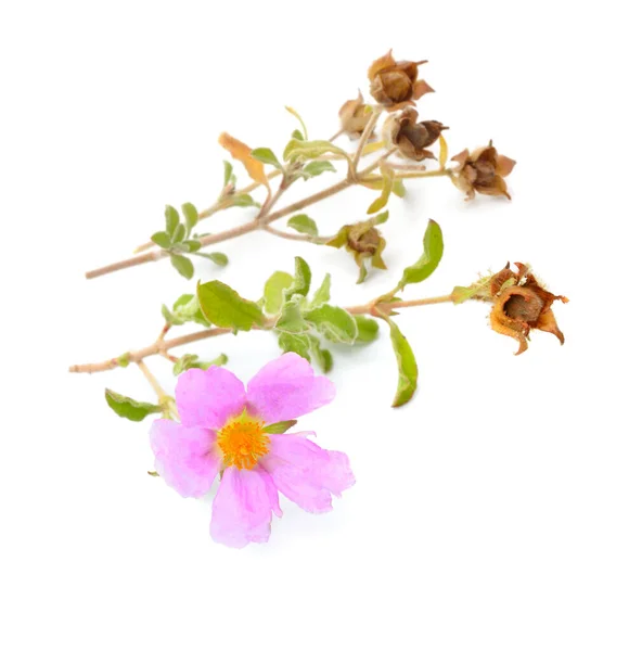 Zisterne Der Gebräuchliche Name Felsenrose Felsenrose Isoliert Auf Weißem Hintergrund — Stockfoto