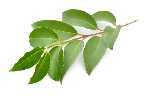 stock image Ligustrum lucidum, the broad-leaf privet, Chinese privet, glossy privet or wax-leaf privet. Isolated on white background.