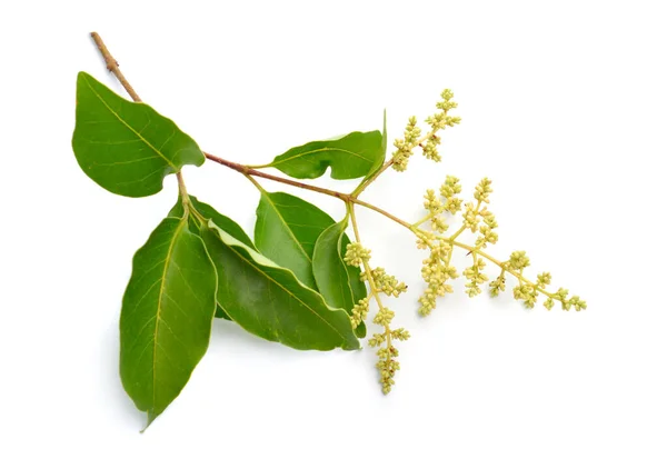 Ligustrum Lucidum Geniş Yapraklı Mahrem Çin Malı Mahremiyet Parlak Mahrem — Stok fotoğraf