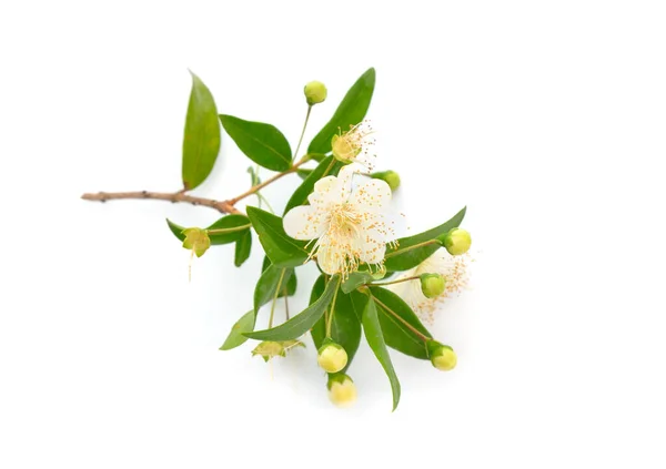 Myrtus Eller Myrten Isolerad Vit Bakgrund — Stockfoto