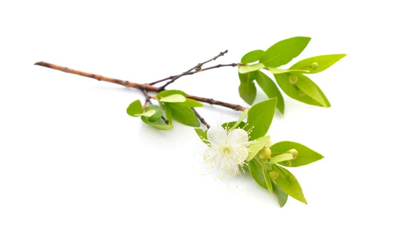 Myrtus veya Myrtle. Beyaz arkaplanda izole — Stok fotoğraf